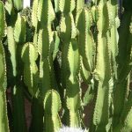 kaktus-1.jpg